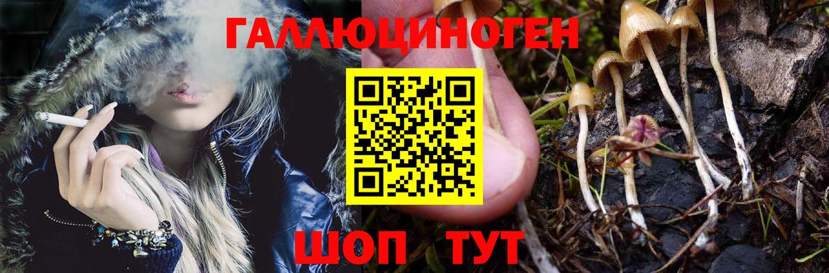 Галлюциногенные грибы Psilocybine cubensis Уссурийск